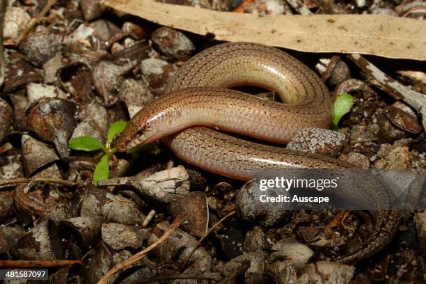 Lerista Lineopunctulata Photos and Premium High Res Pictures Getty Images