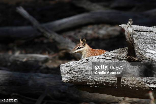 Numbat, Myrmecobius fasciatus, predation by feral cats and foxes has caused the Numbat to become vulnerable, with only an estimated 1000 left in the...