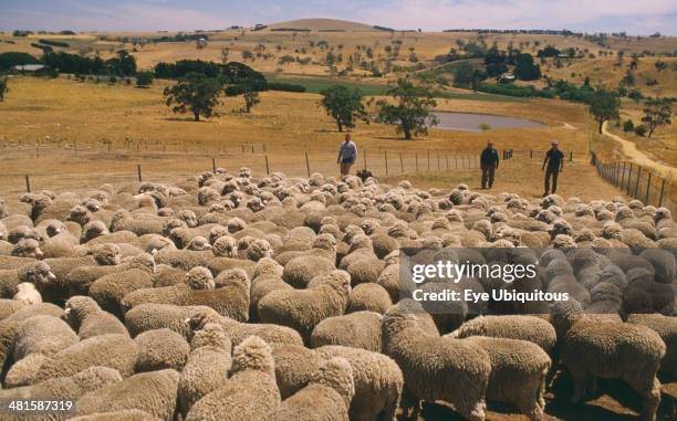 Western Australia Sheep Photos and Premium High Res Pictures - Getty Images