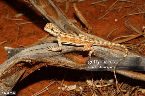 Western netted dragon, Ctenophorus reticulatus, juvenile on a stick, basking, Shark Bay, Western Australia, Australia