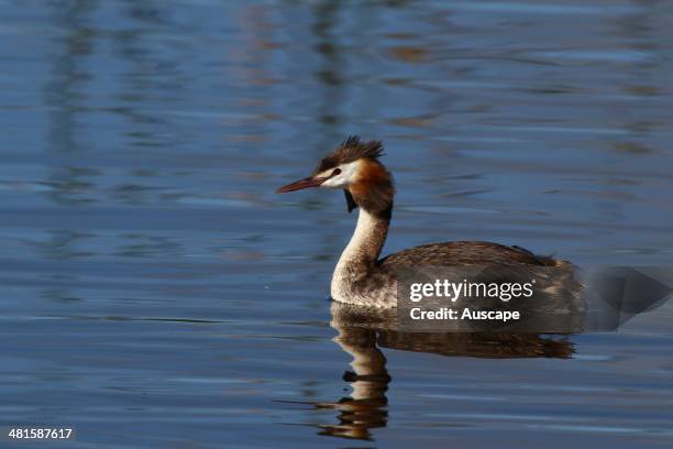 Great crested grebe, Podiceps cristatus, on water, Bunbury, Western Australia