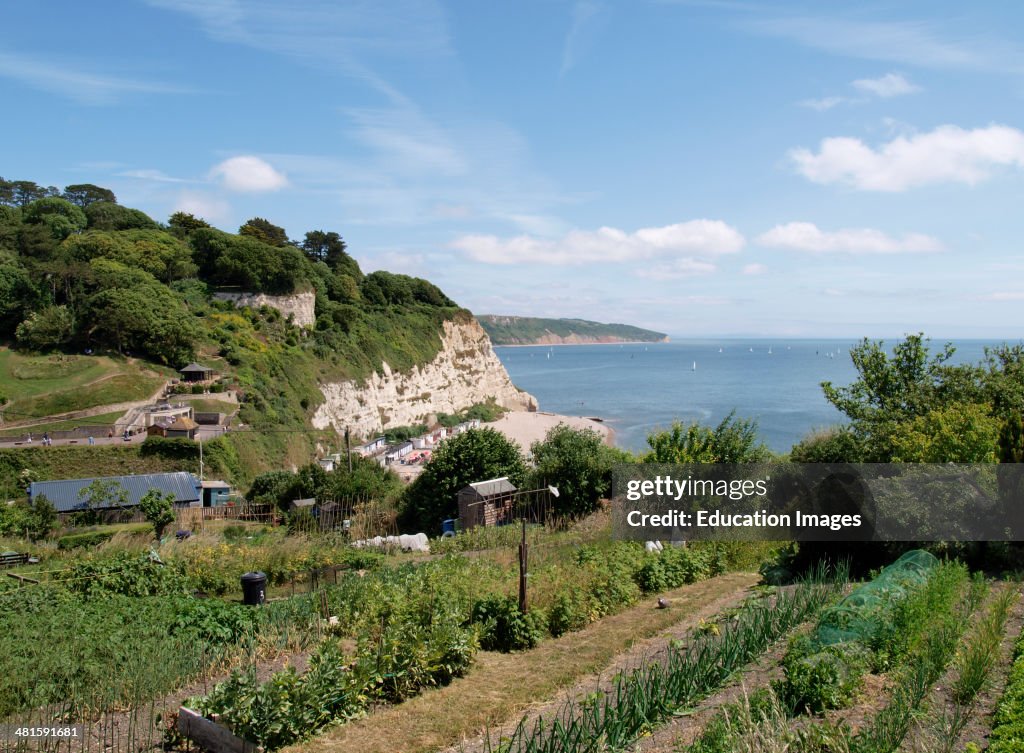 Allotment Gardens on the hill above the beach, Beer, Devon