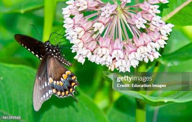 Spicebush Swallowtail Butterfly on Milkweed Flowers.