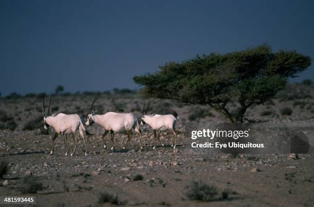 Oman, Jiddat al Harasis, Arabian Oryx.