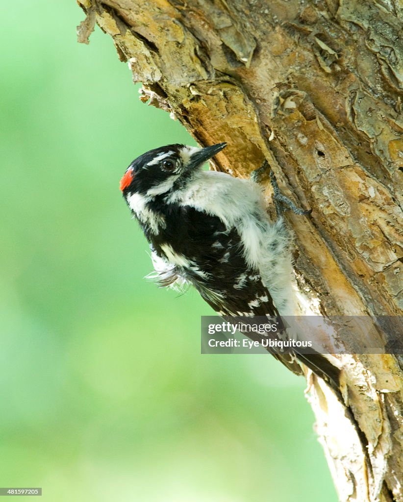 Downy Woodpecker Picoides pubescens excavating nest