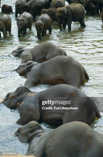Wildlife, Big Game, Elephants, Indian Elephants at sanctuary orphanage bathing in Maha Oya river at Pinawella near Kandy Sri Lanka.