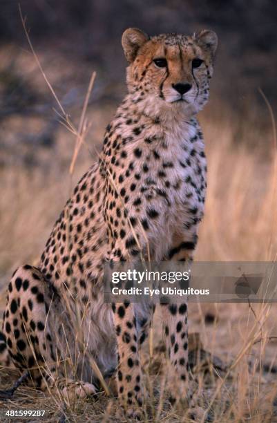 Close up of sitting cheetah in Namibia.