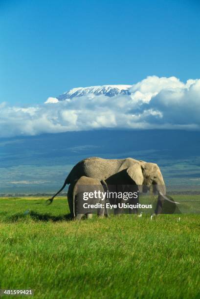 Kenya, Amboseli National Park, African elephant with baby, Mt Kilimanjaro in background