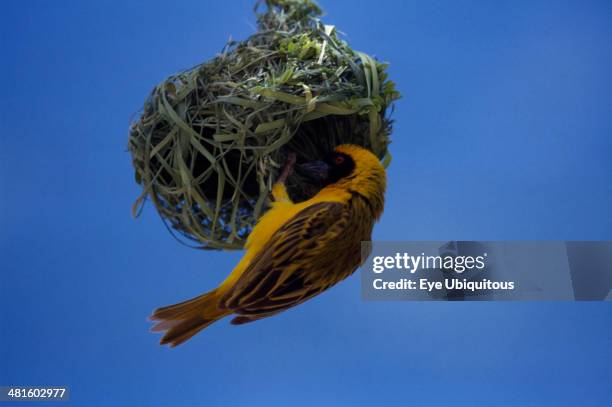 Birds, Nesting, Masked Weaver perched upside-down on hanging nest made from bits of grass weaved together.