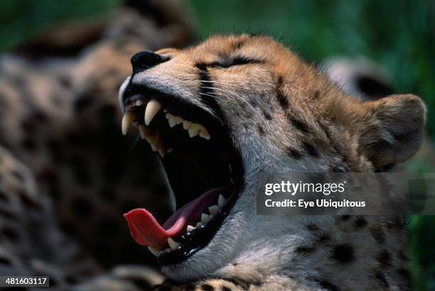 Portrait of a Cheetah with its mouth open wide.