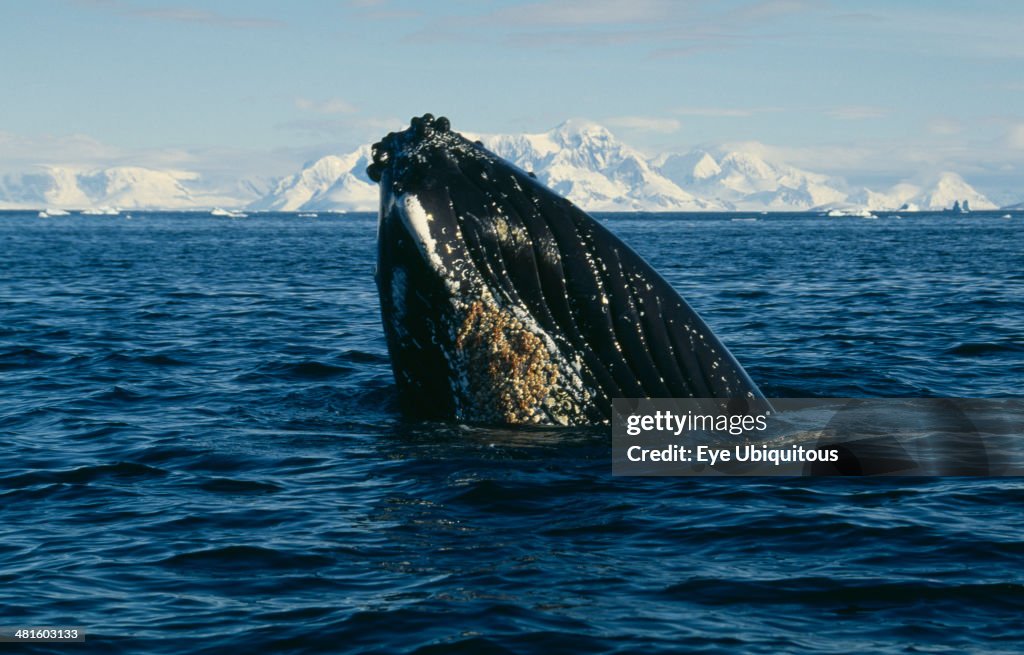 Humpback Whale surfacing in water