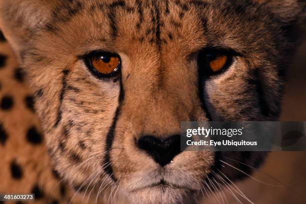 Namibia, Animals, Extreme close up of a Cheetahs face.