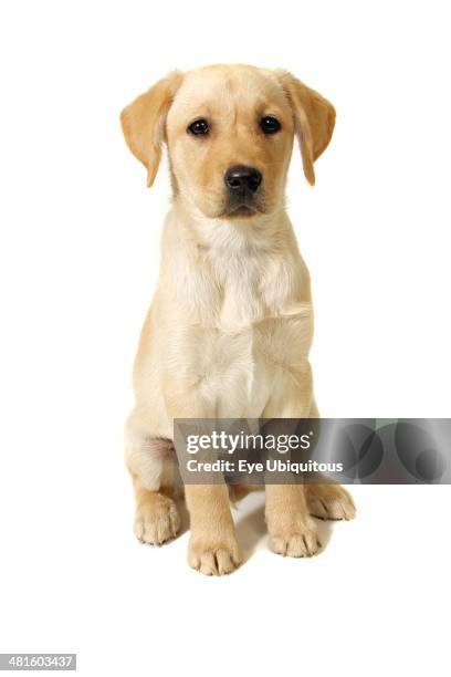 Female Labrador Retriever puppy Domestic, Pets, A female Labrador Retriever puppy.