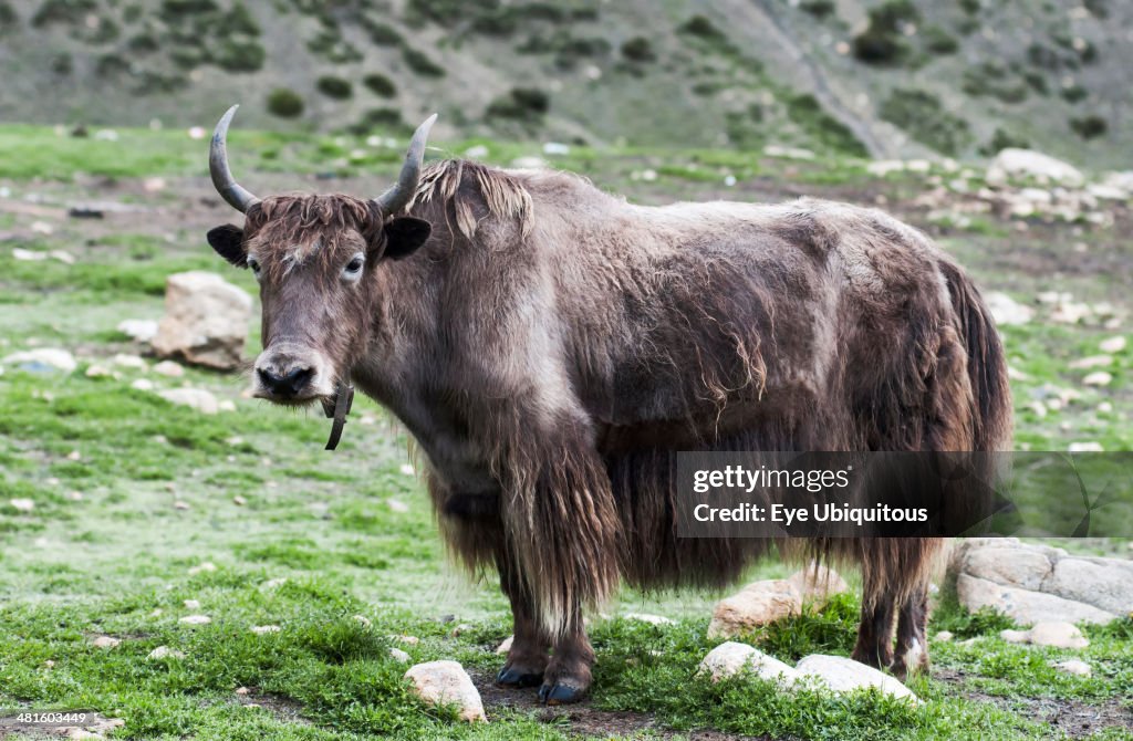 Close up view of a yak on a green high mountain pasture