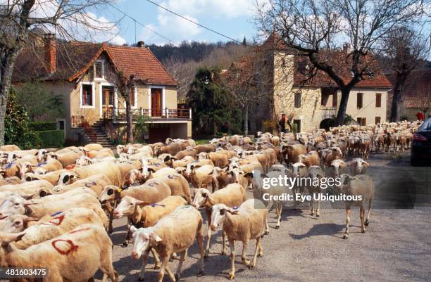 Transhumance France Transhumance Seasonal Photos and Premium High Res Pictures ...