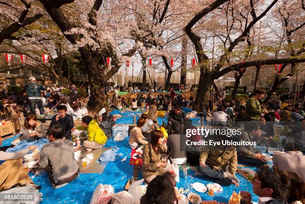 Japan Honshu Tokyo Ueno Park Hanami cherry blossom viewing parties under cherry trees in full blossom families and groups of young people having...