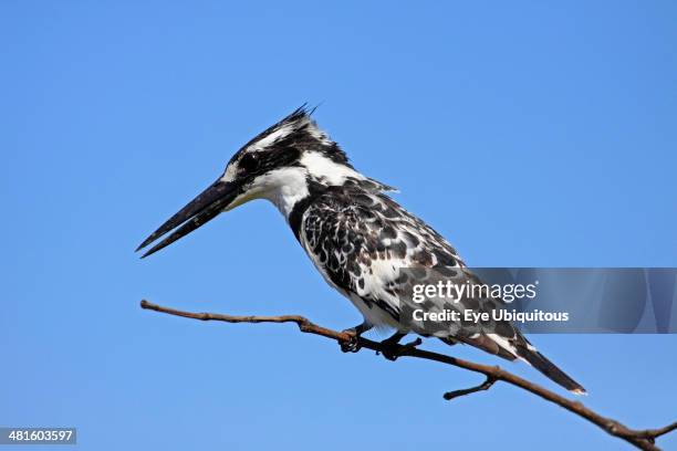 Pied kingfisher Ceryle rudi Perched on branch The Gambia West Africa Kingfishers.
