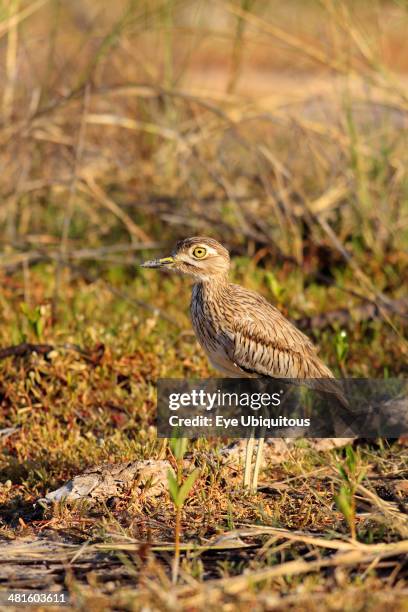 Senegal thick-knee Burhinus senegalensis Wading through vegetation in the early morning light The Gambia West Africa Waders.