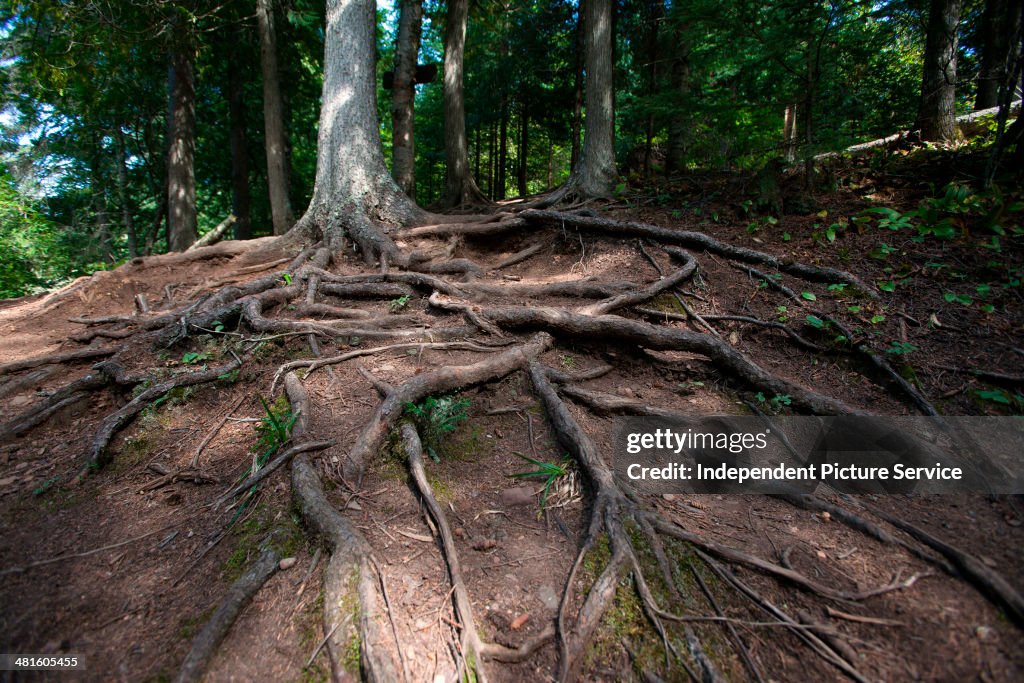 Minnesota Roots Forest tree roots in Cascade River State Park, Minnesota. News Photo ...
