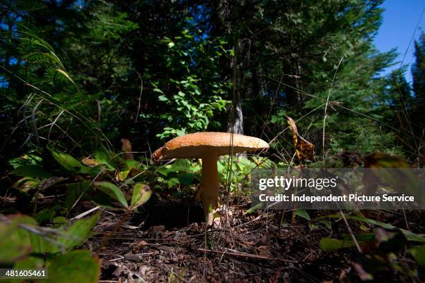 Mushroom growing on the forest floor in Judge C.R. Magney State Park, Minnesota.