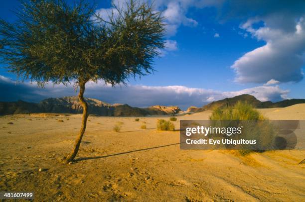 Egypt, Sinai, Semi desert landscape outside Nuweiba on the road to St Catherines
