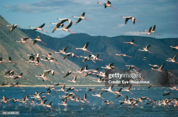 Mass of Flamingoes in flight over the water, Kenya