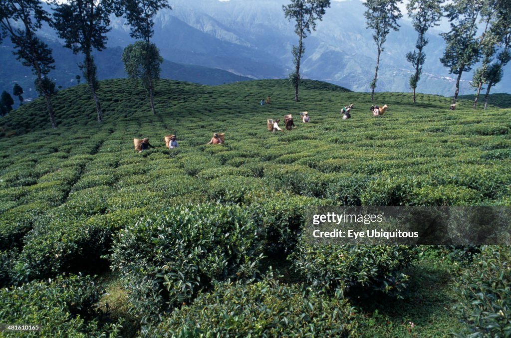 Tea pickers on hilltop plantation putting picked leaves in woven baskets carried on their backs