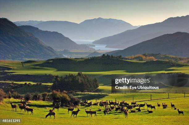 Arrowtown, View Of A Herd Of Deer in Fields At Crown Terrace Near Arrowtown