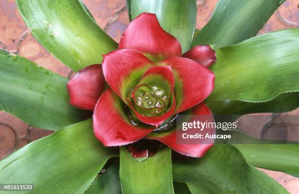 Bird's nest bromeliad, Nidularium innocentii, rose-like bracts and flowers and striped leaves, the plant has wide leaves and forms a large clump.