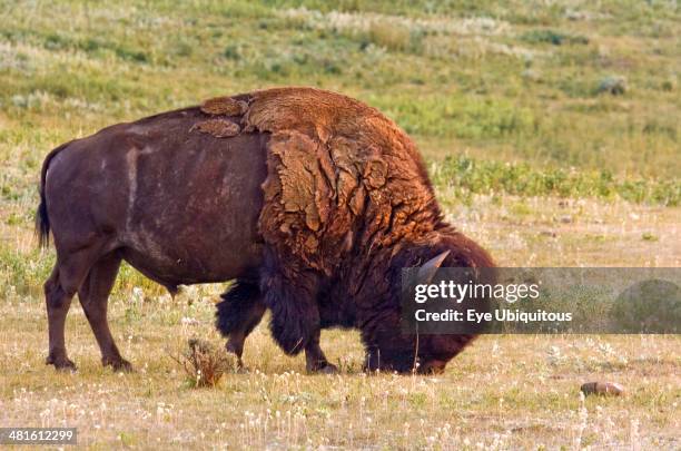 American Bison Bos bison grazing on the plains near Milk River Ridge in southern Alberta