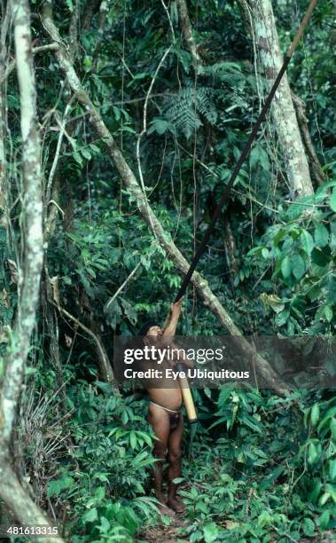 Ecuador, Amazon, People, Waorani man hunting with blow pipe.