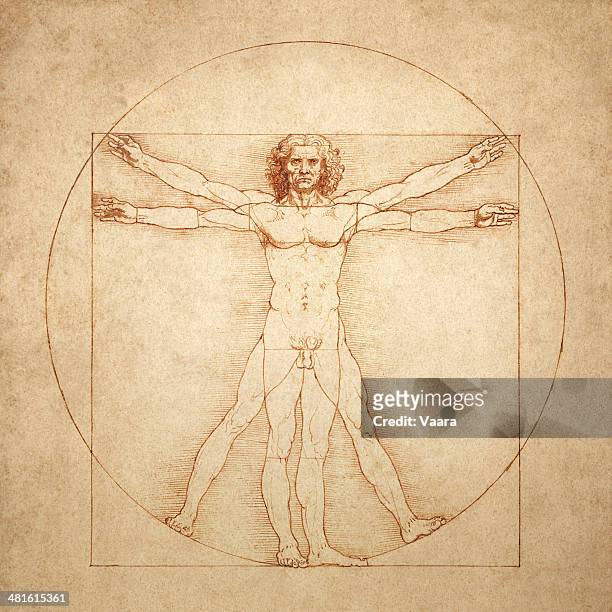 vitruvischer mann von leonardo da vinci - anatomy body stock-grafiken, -clipart, -cartoons und -symbole