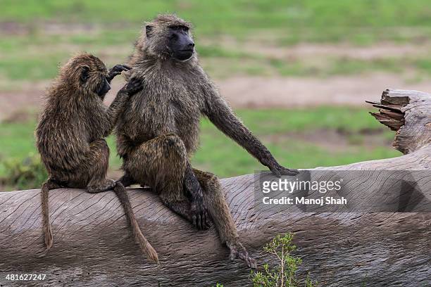 baboons grooming - grooming foto e immagini stock