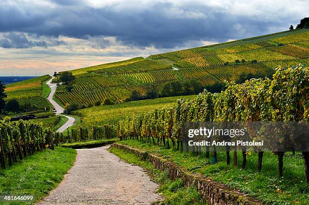 alsace wine route, france - alsazia foto e immagini stock