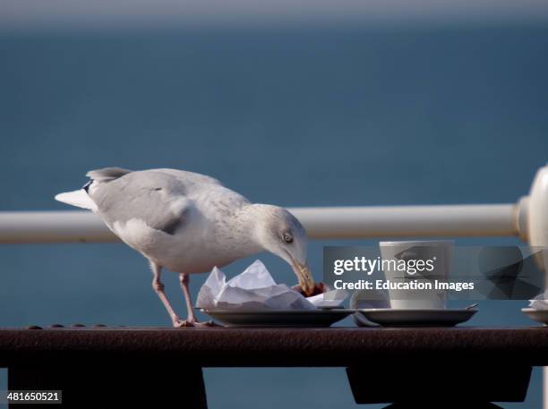 Seagull scavenging food of a plate, Bude, Cornwall, UK.