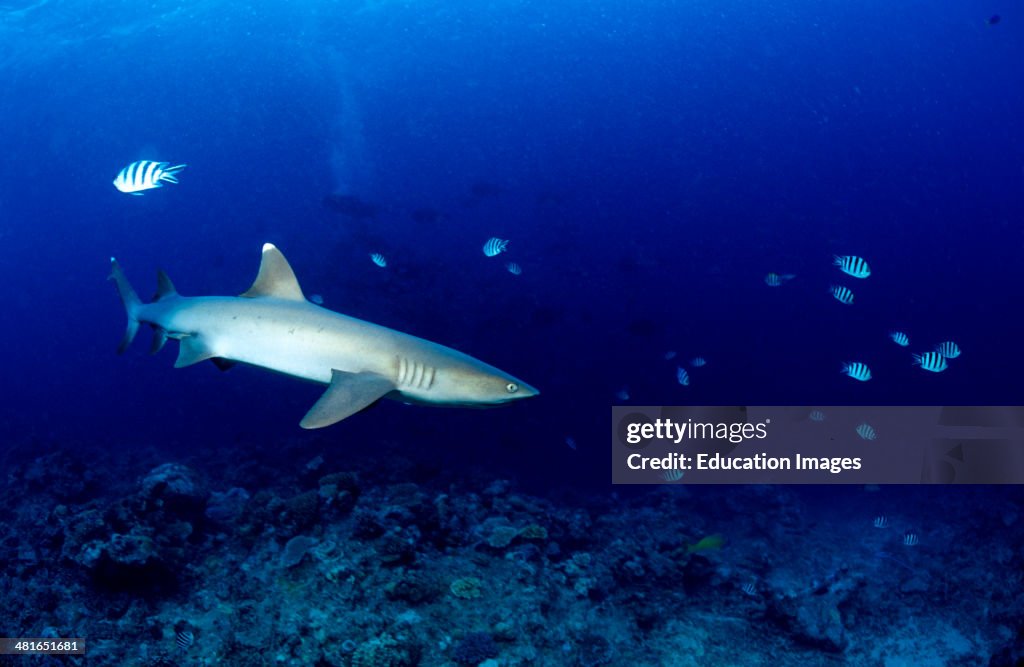 White tip reef shark, Triaenodon obesus, patrolling reef