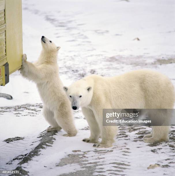 Polar Bear, Ursus maritimus, in the Hudson Bay, The Inuit call him Nanook and say that it has supernatural powers. It is a big, muscular bear with a...