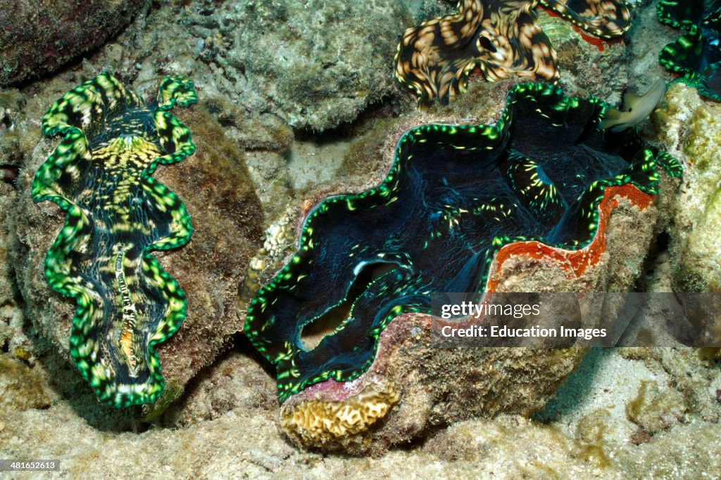 Giant clam, Tridacna Maxima, are the largest and fastest growing