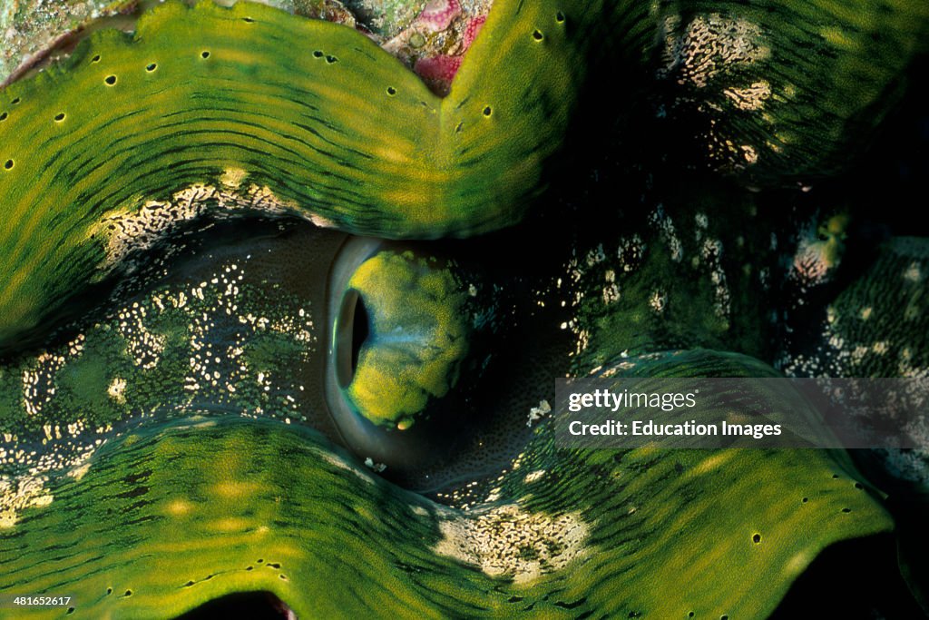 Giant clam, Tridacna Maxima, are the largest and fastest growing