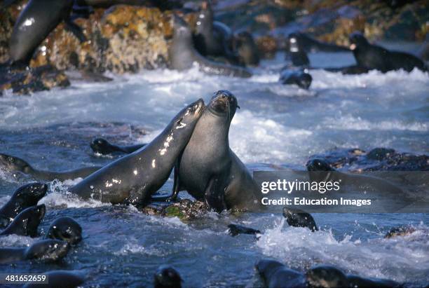 South African fur seal, Arctocephalus pusillus, in the in surf near Dyer Island and Geyser Rock.