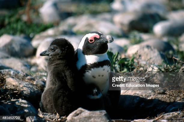 African Penguin, Spheniscus demersus, colony, Dyer island can only be visited with a special permit. On the island breed penguins and rare sea birds....
