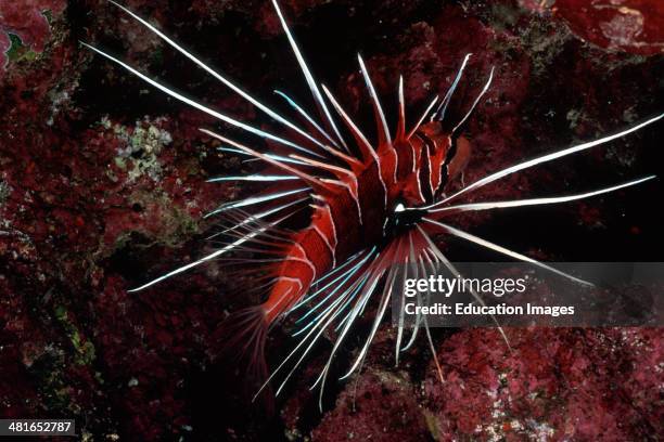Clear fin lionfish, Pterois radiata, in the coral reef, one of the most impressive animals in the reef and is about 20 cm long. During the day you...
