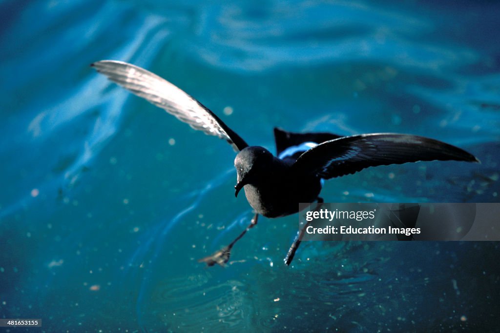Wilsons Storm Petrel, Oceanites oceanicus, During a storm with high winds
