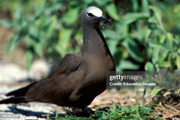 Brown Noddy, Anous stolidus, on the ground, there are about 1000 nesting pairs on the Midway Islands. They lay a single egg often near vegetation and...