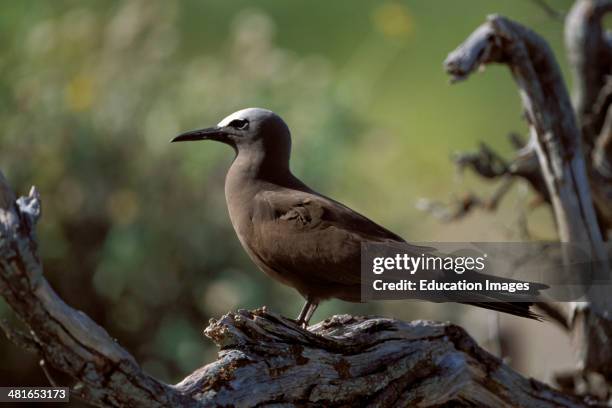 Brown Noddy, Anous stolidus, in a tree, there are about 1000 nesting pairs on the Midway Islands. They lay a single egg often near vegetation and on...