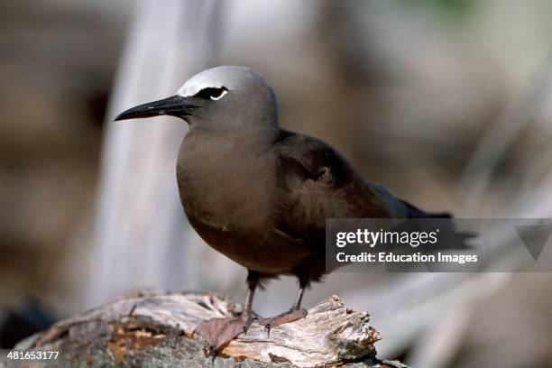 Brown Noddy, Anous stolidus, in a tree, there are about 1000 nesting pairs on the Midway Islands. They lay a single egg often near vegetation and on...