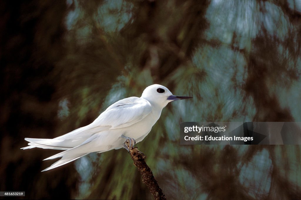 White tern, Gygis alba rothchildi, sitting on a branch