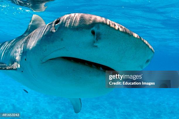 Tiger shark, Galeocerdo cuvier, close-up, found around the north western islands of Hawaii belongs to the family of the Gray Sharks Carcharhinidae...