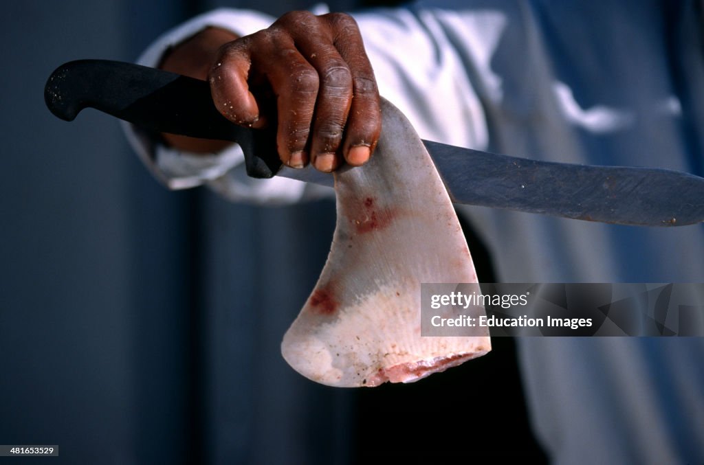 Shark Finning, Cutting the fins off from the body of the sharks
