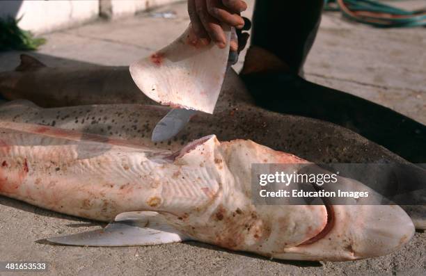 Fin Cut Method 72 Shark Fins Cut Stock Photos, High-Res Pictures, and Images - Getty ...
